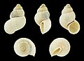 * Nomination Shell of a Maltese land snail, Tudorella melitensis --Llez 04:55, 15 June 2020 (UTC) * Promotion  Support Good quality.--Agnes Monkelbaan 05:01, 15 June 2020 (UTC)