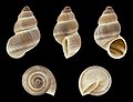 * Nomination Shell of a Maltese land snail, Tudorella melitensis --Llez 05:12, 19 June 2020 (UTC) * Promotion  Support Good quality. --George Chernilevsky 05:14, 19 June 2020 (UTC)