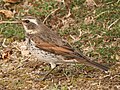 Turdus naumanni eunomus in Japan