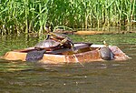 Thumbnail for Capture of painted turtles