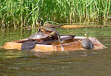 Perangkap kura-kura, dengan tiga ekor kura-kura di antaranya.