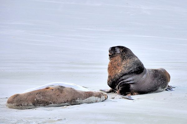 Two sea lions on the beach of Otago Peninsula, New Zealand