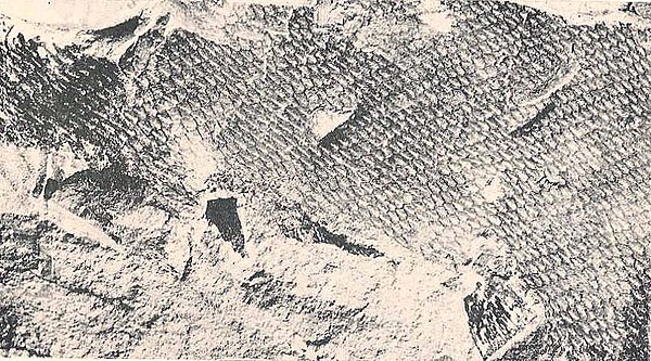 Scales of Tylosaurus proriger (KUVP-1075)