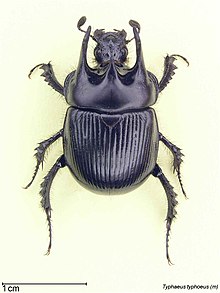 Typhaeus typhoeus male.jpg