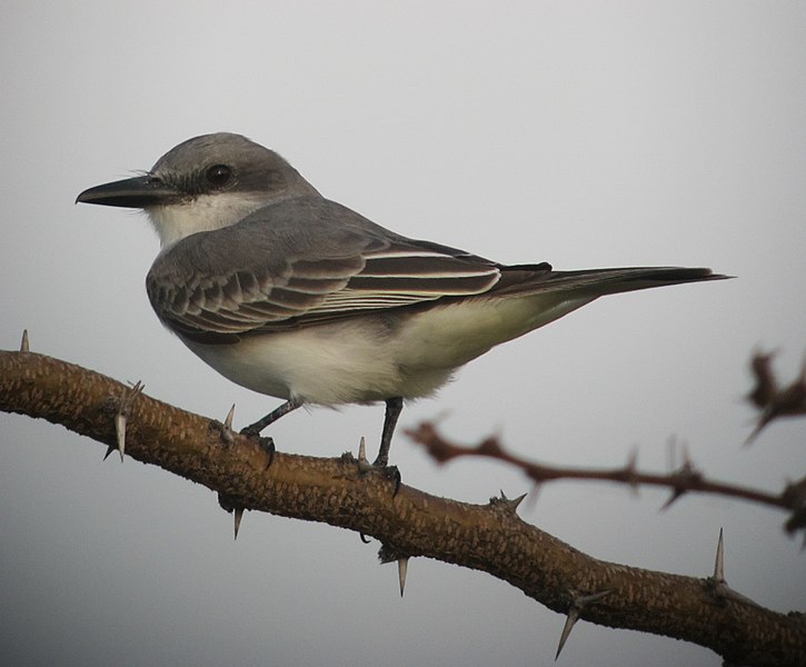 File:Tyrannus dominicensis Sirirí gris Grey Kingbird (6987969823).jpg