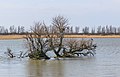 Uitzicht vanuit vogelkijkhut De Schollevaar. Locatie, Oostvaardersplassen.