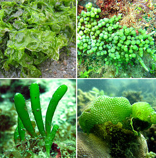 Ulvophyceae class of algae