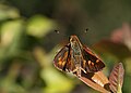 * Nomination Female Fiery Skipper (Hylephila phyleus). --Calibas 05:19, 17 September 2007 (UTC) * Promotion Nice light and colours, acceptable QI detail. --Beyond silence 08:15, 18 September 2007 (UTC)