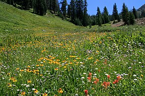 Helenium bigelovii in mountain meadow