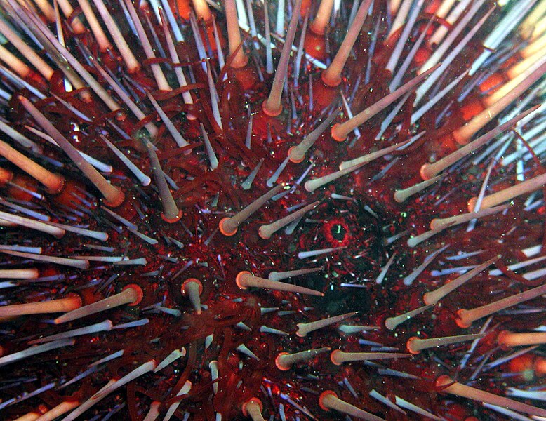 File:Urchin close up1 (50673363502).jpg