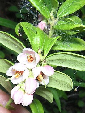 Vaccinium vitis-idaea flowers.jpg
