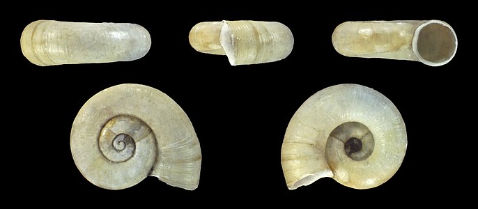 Valvata cristata