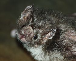 VampireBat2010.jpg