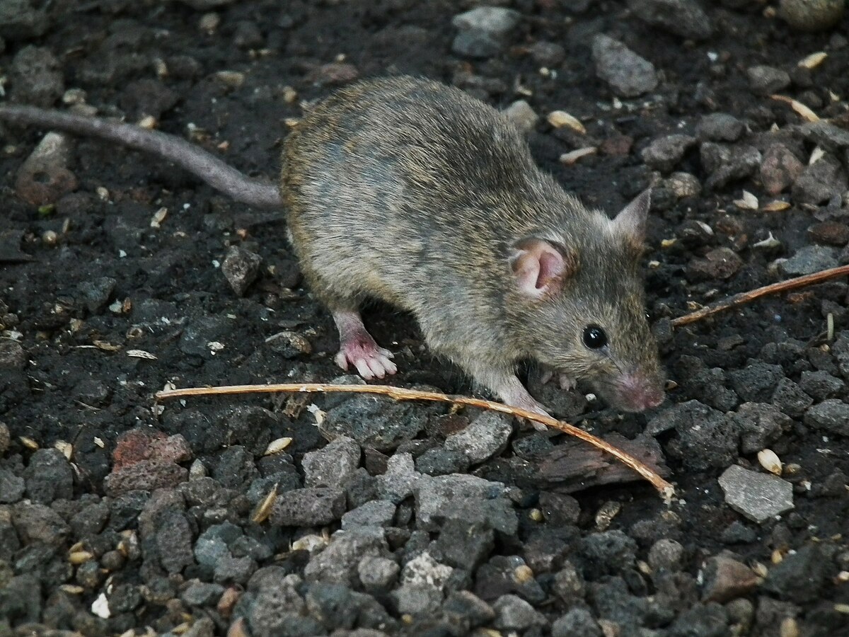 House mouse - Wikipedia
