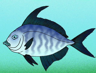 <i>Veronavelifer</i> Extinct genus of fishes