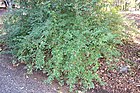 Viburnum foetidum var. ceanothoides - Quarryhill Botanical Garden - DSC03350.JPG