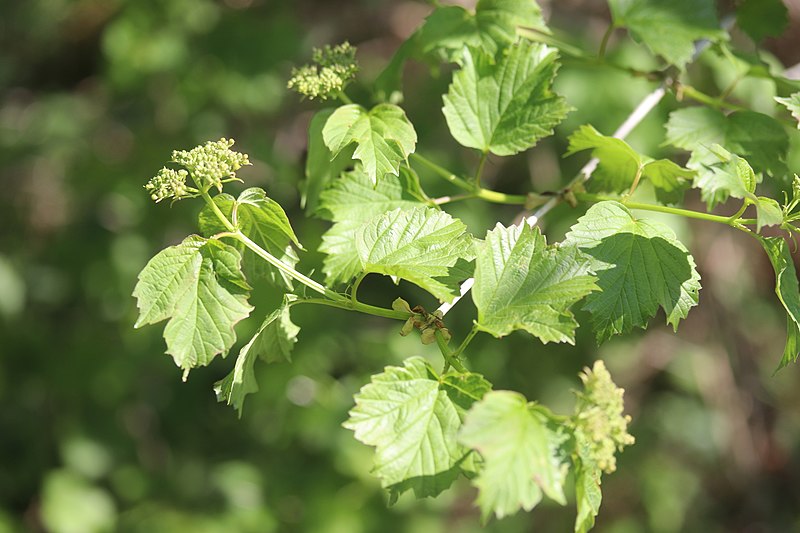 File:Viburnum opulus 190336994.jpg