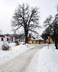 Winterliche Stieleiche im Klagenfurter Stadtteil Viktring