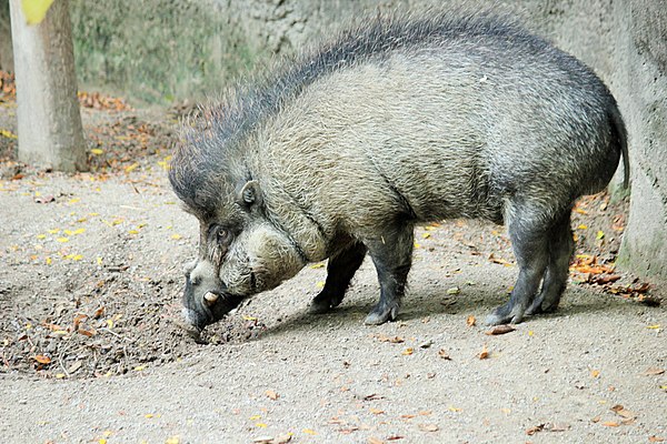 Visayan warty pig