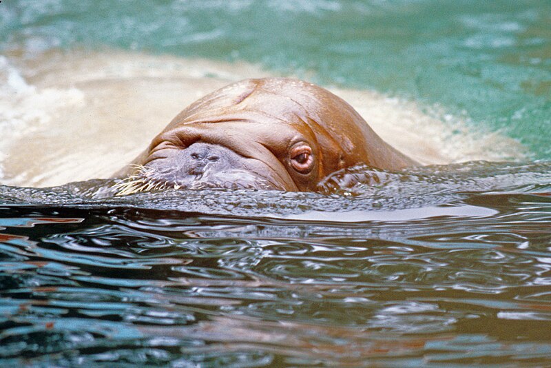 File:Walrus Swimming In Alaskan Waters.jpg