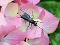 * Nomination Spider hunting wasp (cf. Anoplius nigerrimus). Not possible positive identification from photo! -- Alvesgaspar 12:11, 13 June 2013 (UTC) * Promotion Good quality. --JLPC 17:05, 13 June 2013 (UTC)