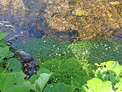 Wasserhahnenfuß im Eifgenbach