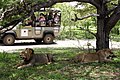 Selous'ta aslanları izleyen turistler