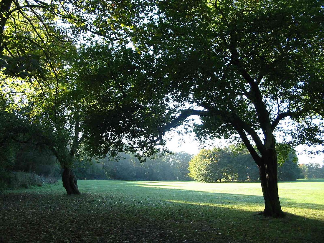 Weelsby Woods