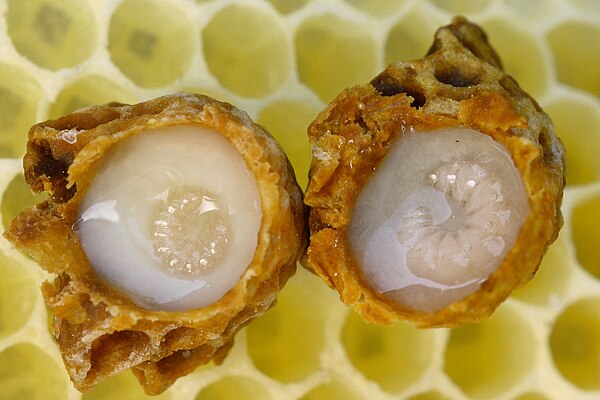 Queen larvae floating on royal jelly in opened queen cups laid on top of wax comb