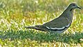 White-winged Dove (8427710352).jpg