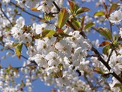 Wild Cherry Flowers.JPG