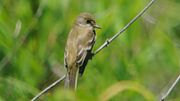 Thumbnail for File:Willow Flycatcher (8430075793).jpg