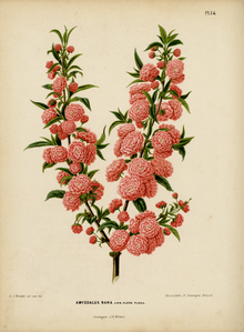 Prunus japonica by A.J. Wendel, 1868 WitteHeinrichFlora1868-014-Prunus japonica.png