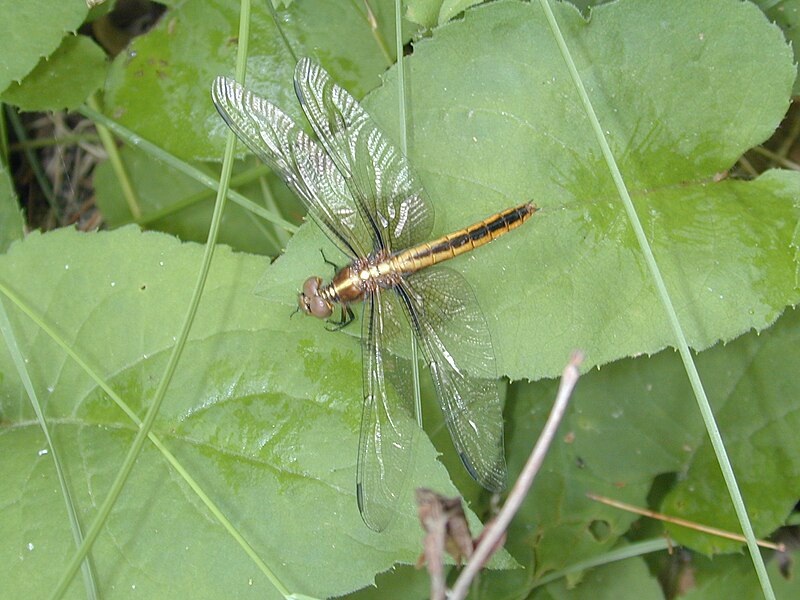 File:Woodview Walk - DragonFly (56497).jpg