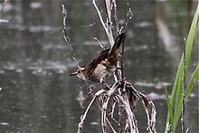 Winterkoninkje-achtige Rush-Bird.jpg