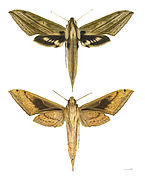 Xylophanes anubus, mounted specimen