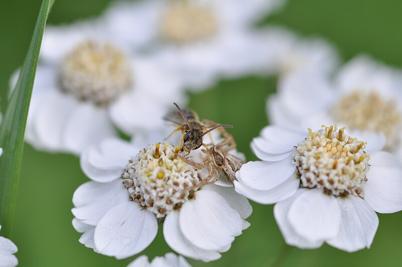 File:Xysticus cristatus Halictus tumulorum m 2.JPG