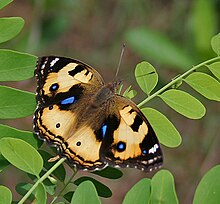 Yellow Pansy (Junonia hierta)- Female in Talakona forest, AP W IMG 8579.jpg