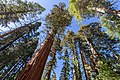 * Nomination Mariposa Grove of Giant Sequoias in Yosemite National Park, California, USA --XRay 03:47, 7 April 2021 (UTC) * Promotion  Support Good quality.--Agnes Monkelbaan 04:42, 7 April 2021 (UTC)