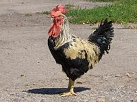 Yurlov Crower (male, a golden variety) YurlovCrower Golden1.jpg