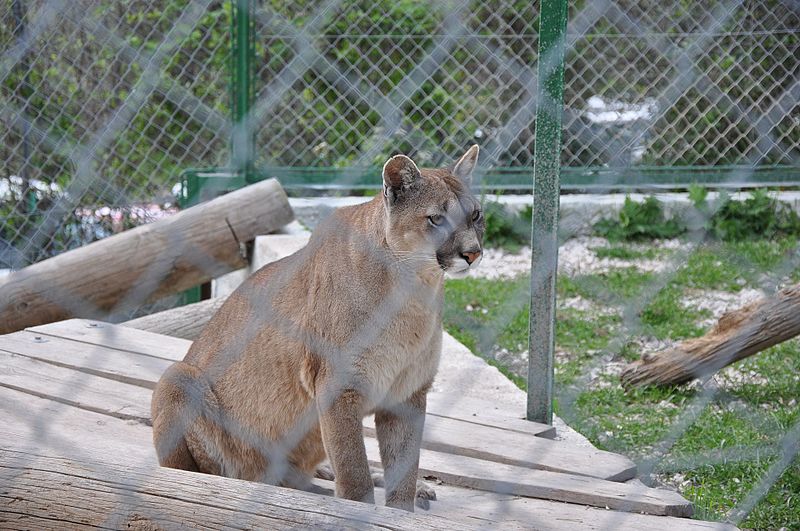 File:ZOO du Mont - Faron, Toulon, Provence-Alpes-Côte d'Azur, France - panoramio (2).jpg