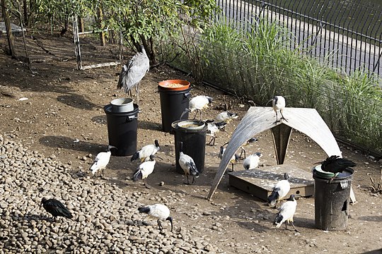 File:ZSL London - birds at Snowdon Aviary 02.jpg(13.39 MB, 17.92 MP)