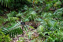 Замия вариегата - Ботанический сад Макки - Веро-Бич, Флорида - DSC03076.jpg