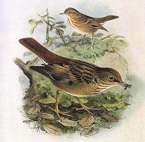 Bonin's earth thrush (Zoothera terrestris), lithograph by JG Keulemans, from A monograph of the Turdidae, 1898