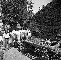 "Kozec" na vozu (kozec je priprava za vožnjo sena in žita, Pomjan) 1950 (3).jpg