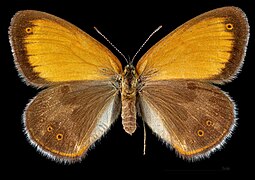 Coenonympha arcania – mounted specimen - female dorsal.