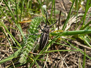 <i>Dorcadion holosericeum</i> Species of beetle