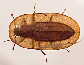 Cossyphus tauricus