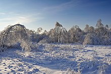 [1] Bäume biegen sich unter der Last von Eis (in einem Wald nahe Moskau)