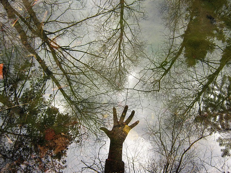 File:Отражение в ручье (reflection in the water) - panoramio.jpg